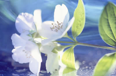 white-flower-side.jpg